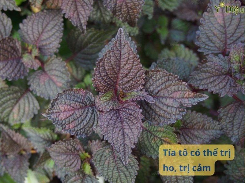Trị Ho Bằng Tía Tô Tự Nhiên An Toàn Hiệu Quả Ngay Tại Nhà